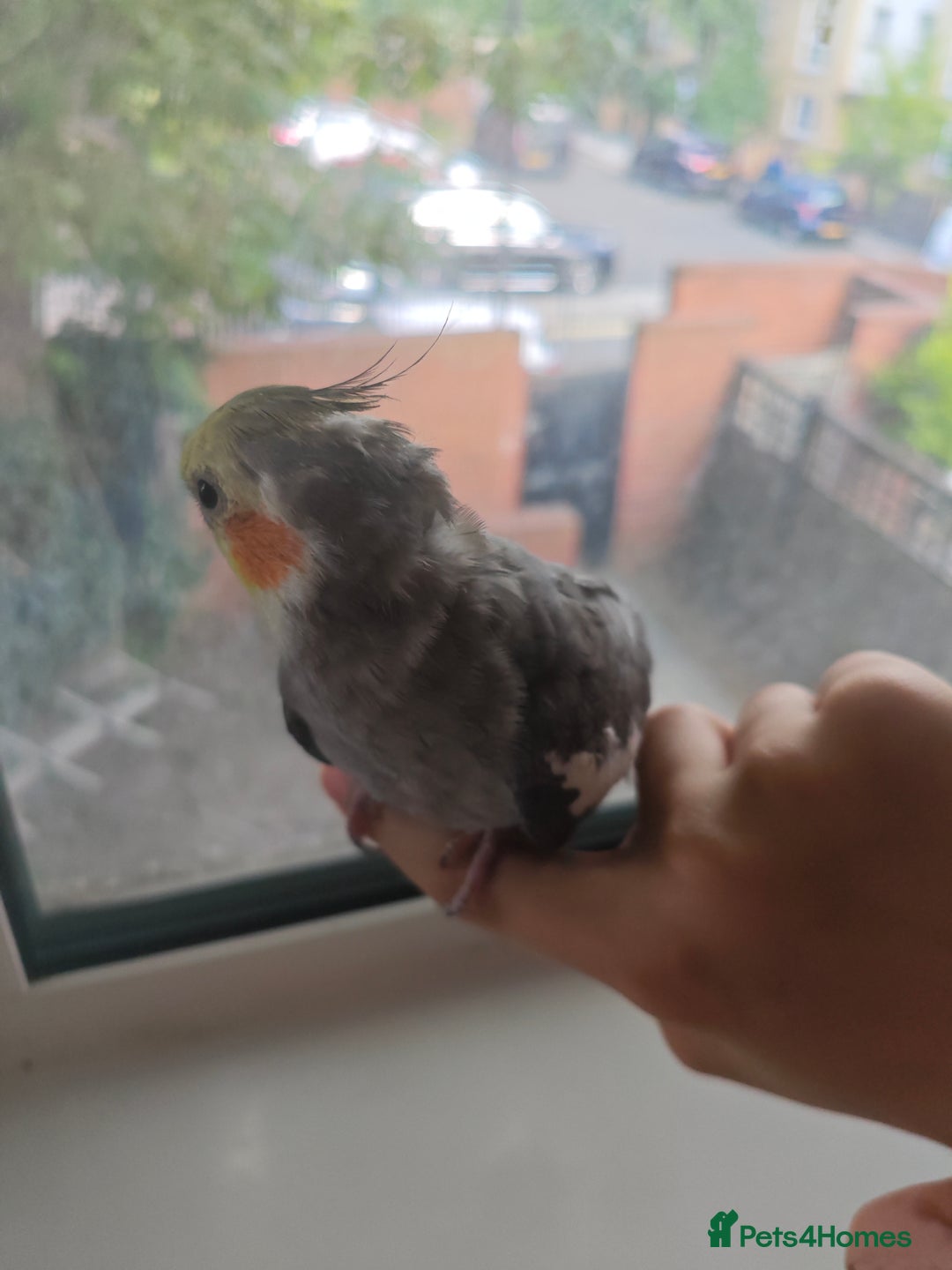 Cockatiels birds for sale: Selling 2 amazing cockatiels  - Image 15