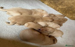 Labrador Retriever dogs for sale: KC Registered labradores ready to leave  - Image 12