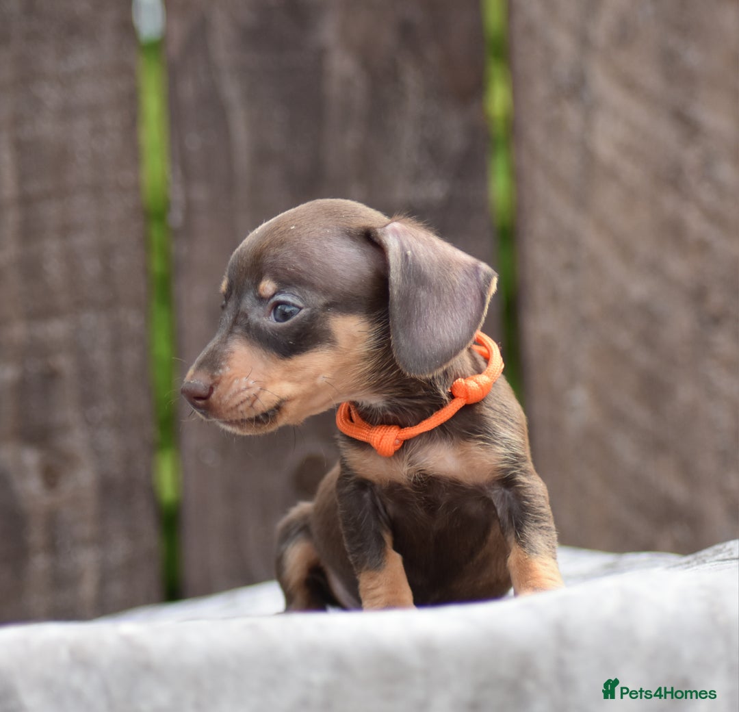 Miniature Dachshund dogs for sale: Miniature Dachshunds Chocolate and Tan Boys  - Image 13