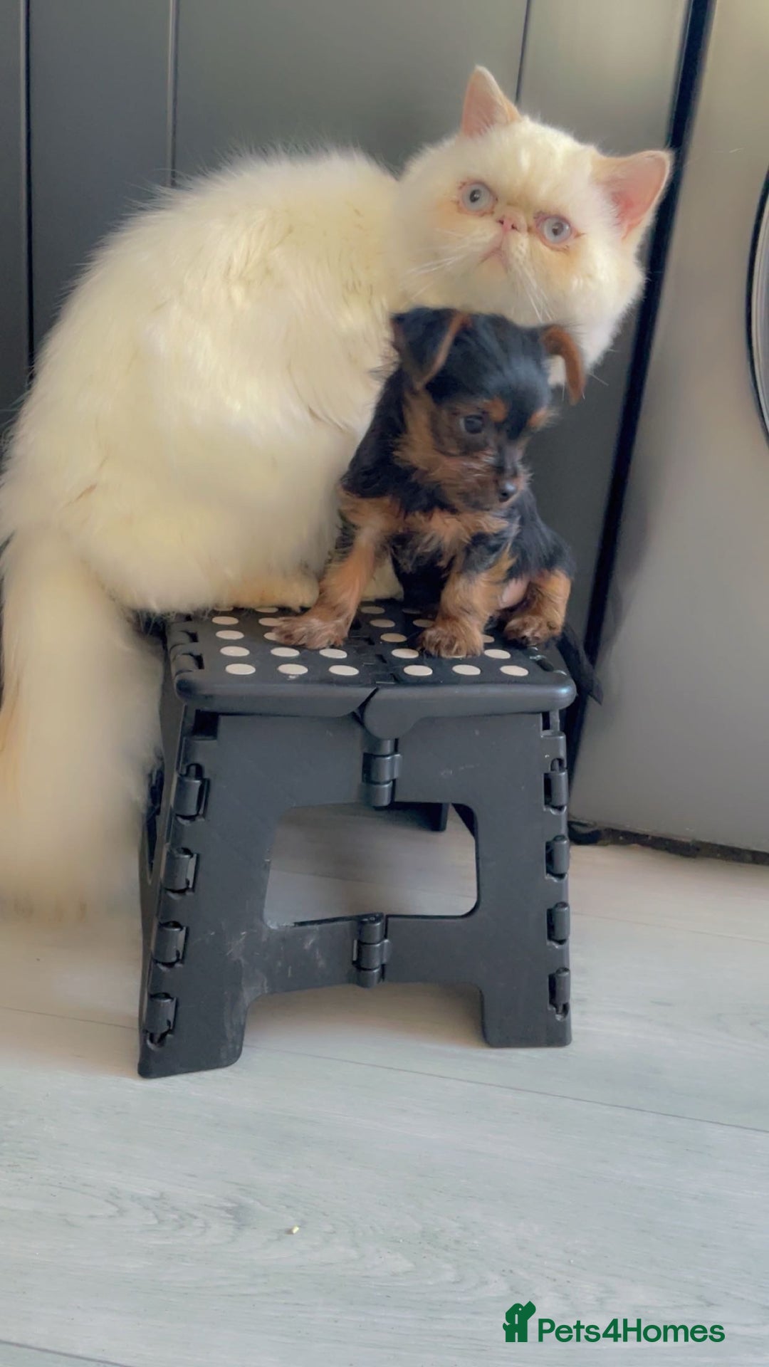 Yorkshire Terrier dogs for sale: Mini yorkshire terrier boy   - Image 5