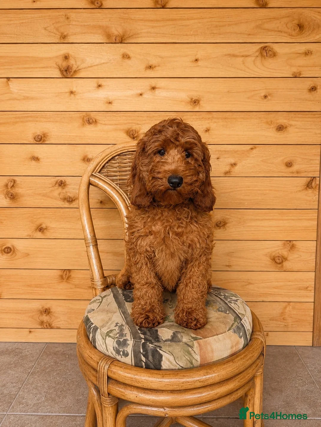 Cockapoo dogs for sale: Beautiful Cockapoo Girl - Advert 3