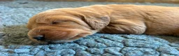 Labradoodle dogs for sale: Miniature labradoodle pups in Folkestone - Advert 4