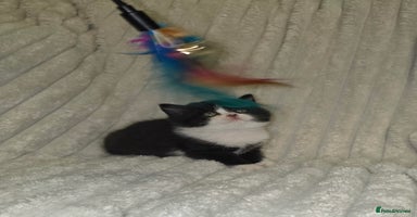 British Shorthair cats Last Beautiful British shorthair girl left. - Advert 15