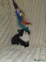 British Shorthair cats Last Beautiful British shorthair girl left. - Advert 15