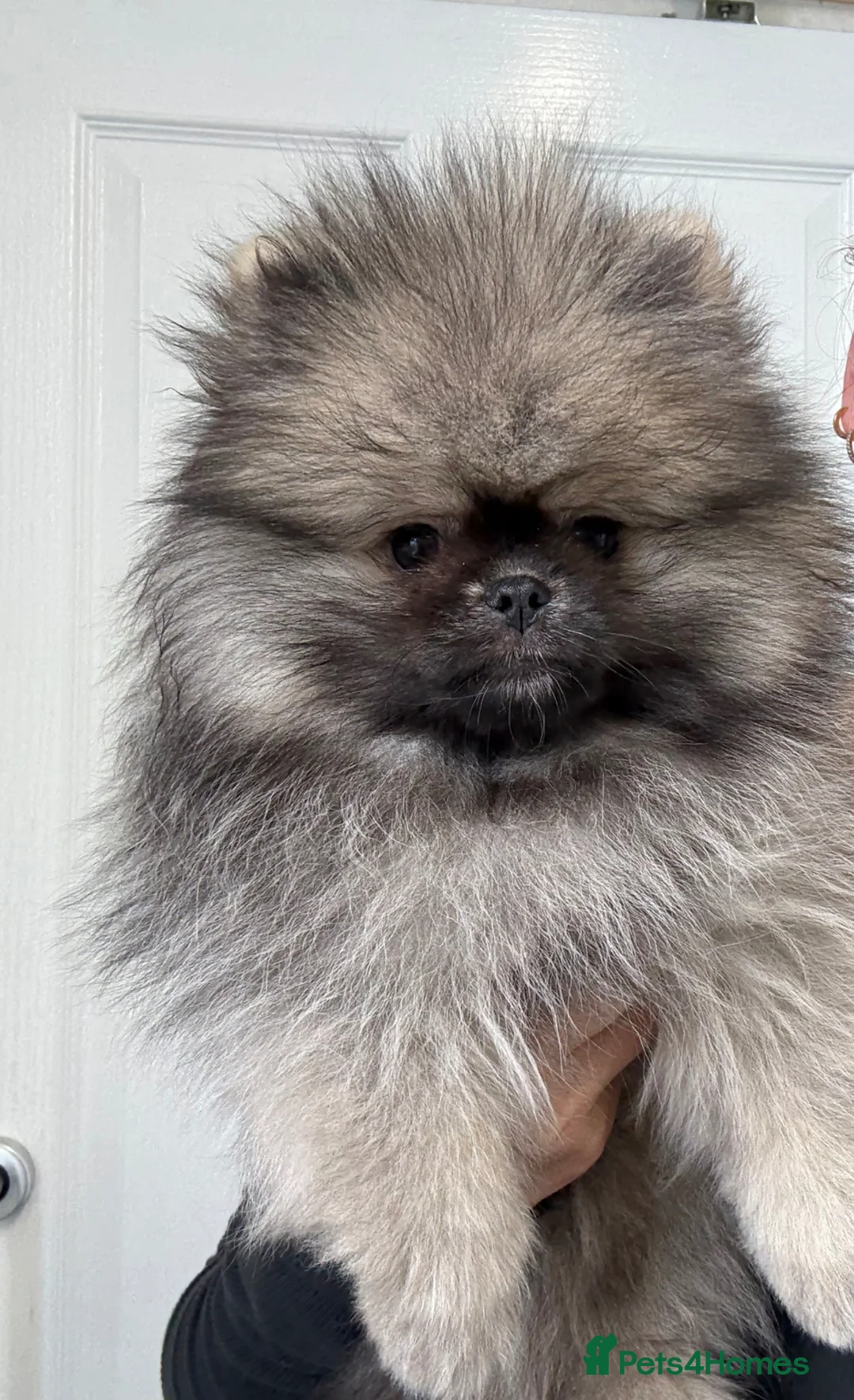 Pomeranian dogs for sale: POM PUPS READY TO GO X in Bilston - Advert 2