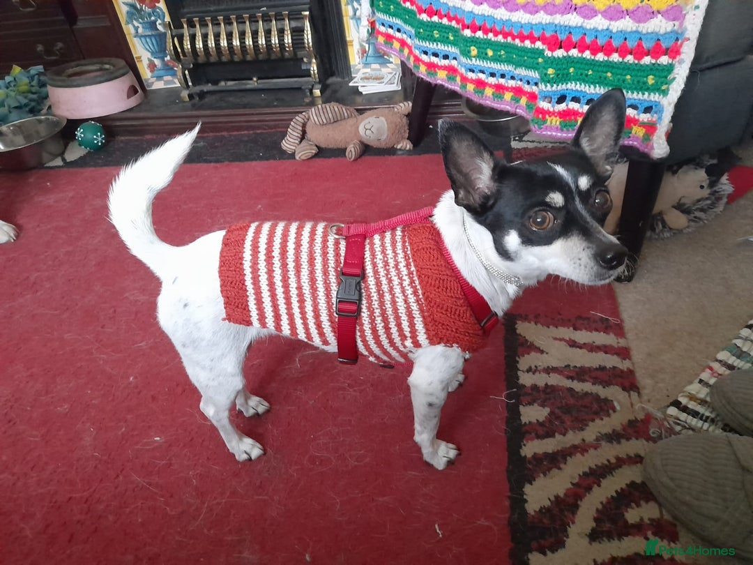 Chihuahua dogs for adoption: Tilda the tiny heart thief with big personality - Advert 2