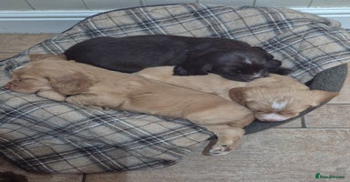 Cocker Spaniel dogs - Advert 14