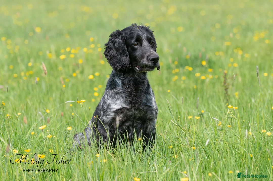 Cocker Spaniel dogs for stud: Stunning Blue Roan Cocker for stud in Tewkesbury - Advert 5
