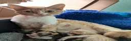 Devon Rex cats for sale: Ch lines Devon Rex - Advert 12