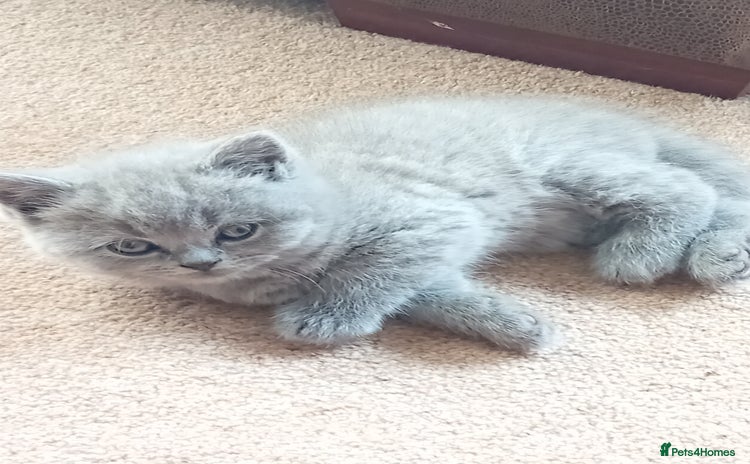 British Shorthair cats - Advert 7