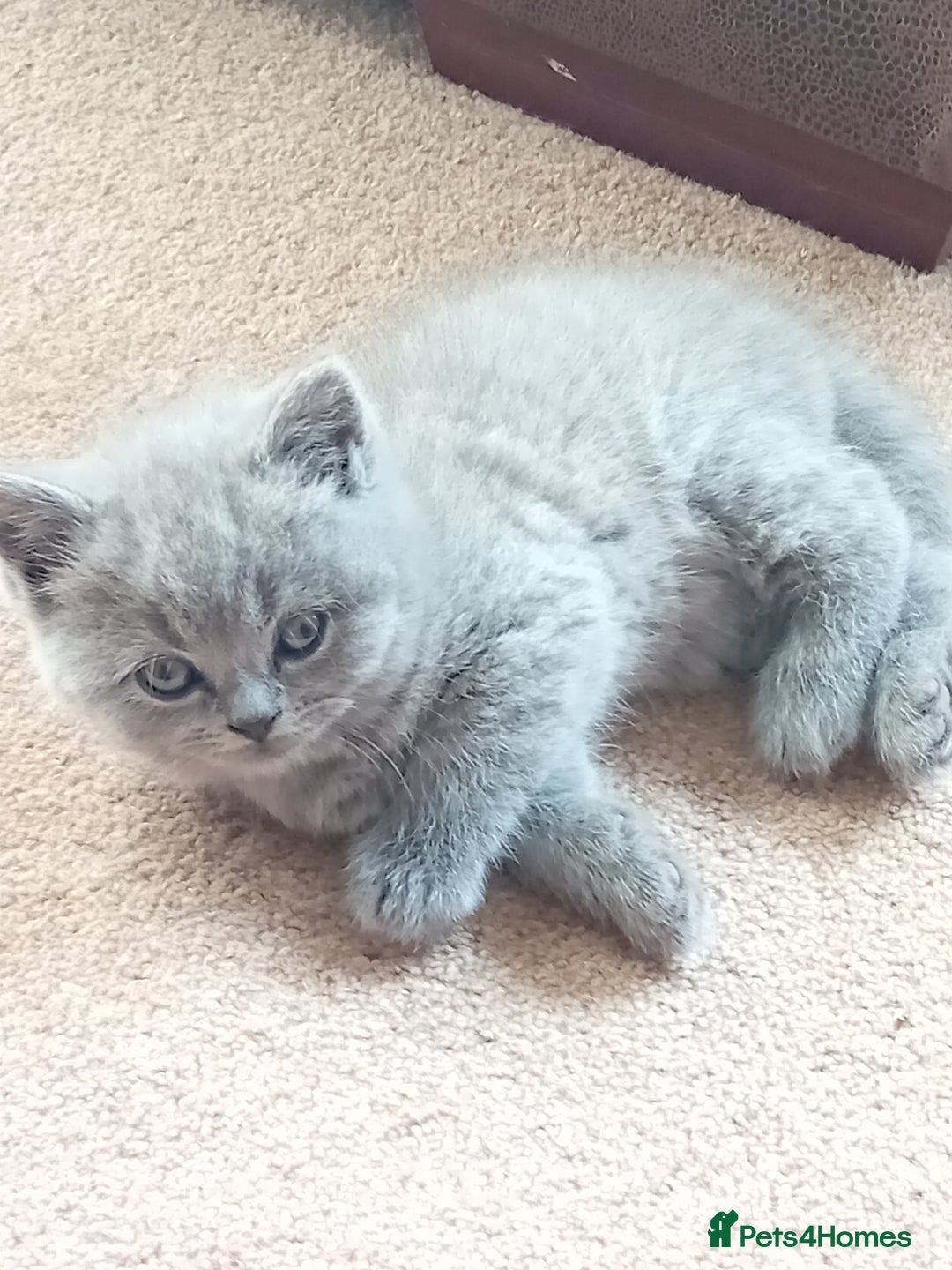 British Shorthair cats for sale: Gorgeous British short-hair kittens  - Image 1
