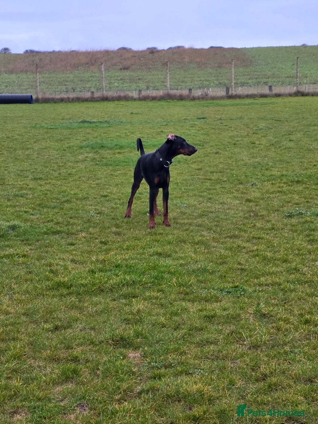 Dobermann dogs for sale: Male doberman in need of loving home - Advert 2