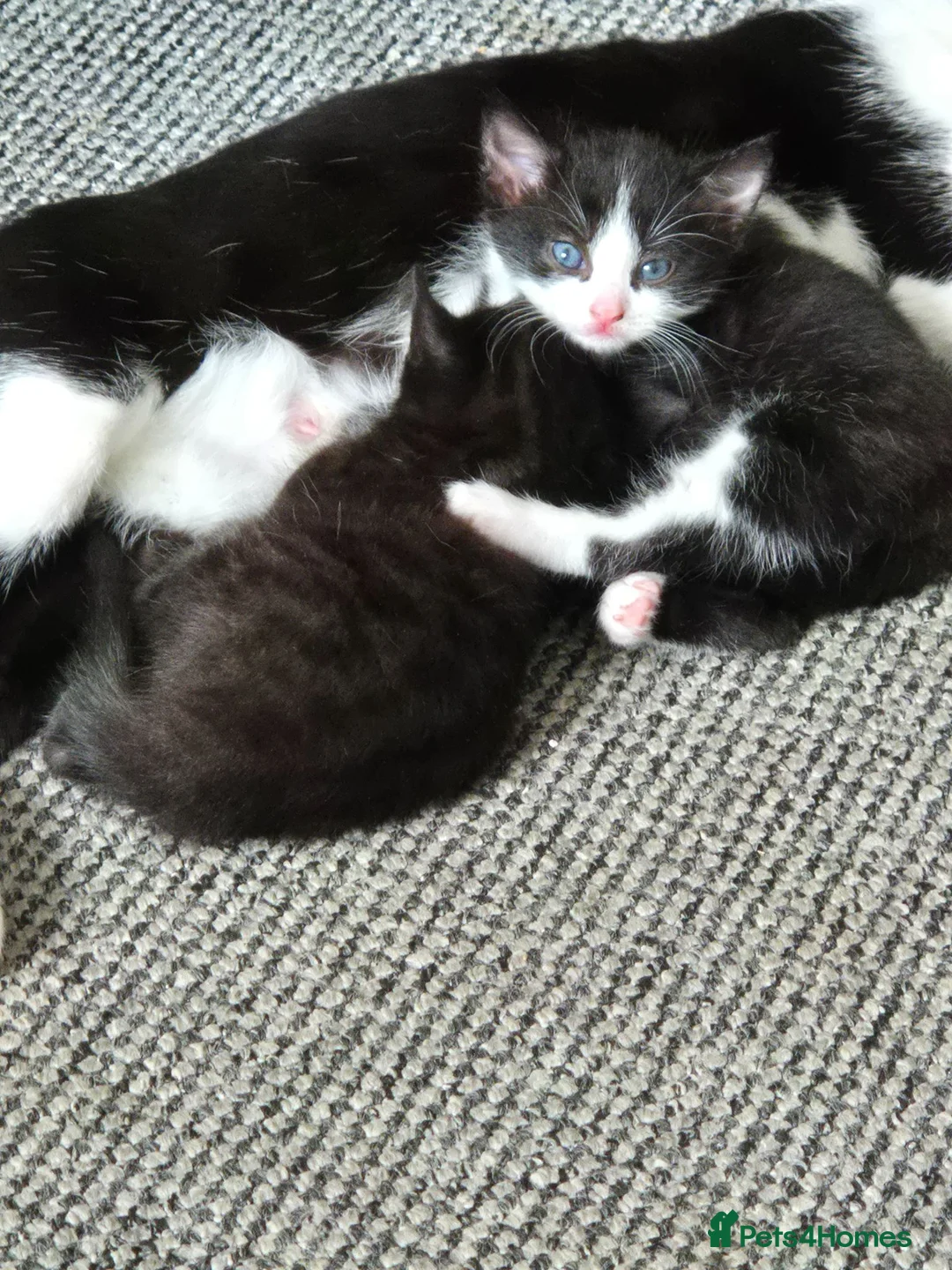 British Shorthair cats for sale: Cute Kittens - Advert 12
