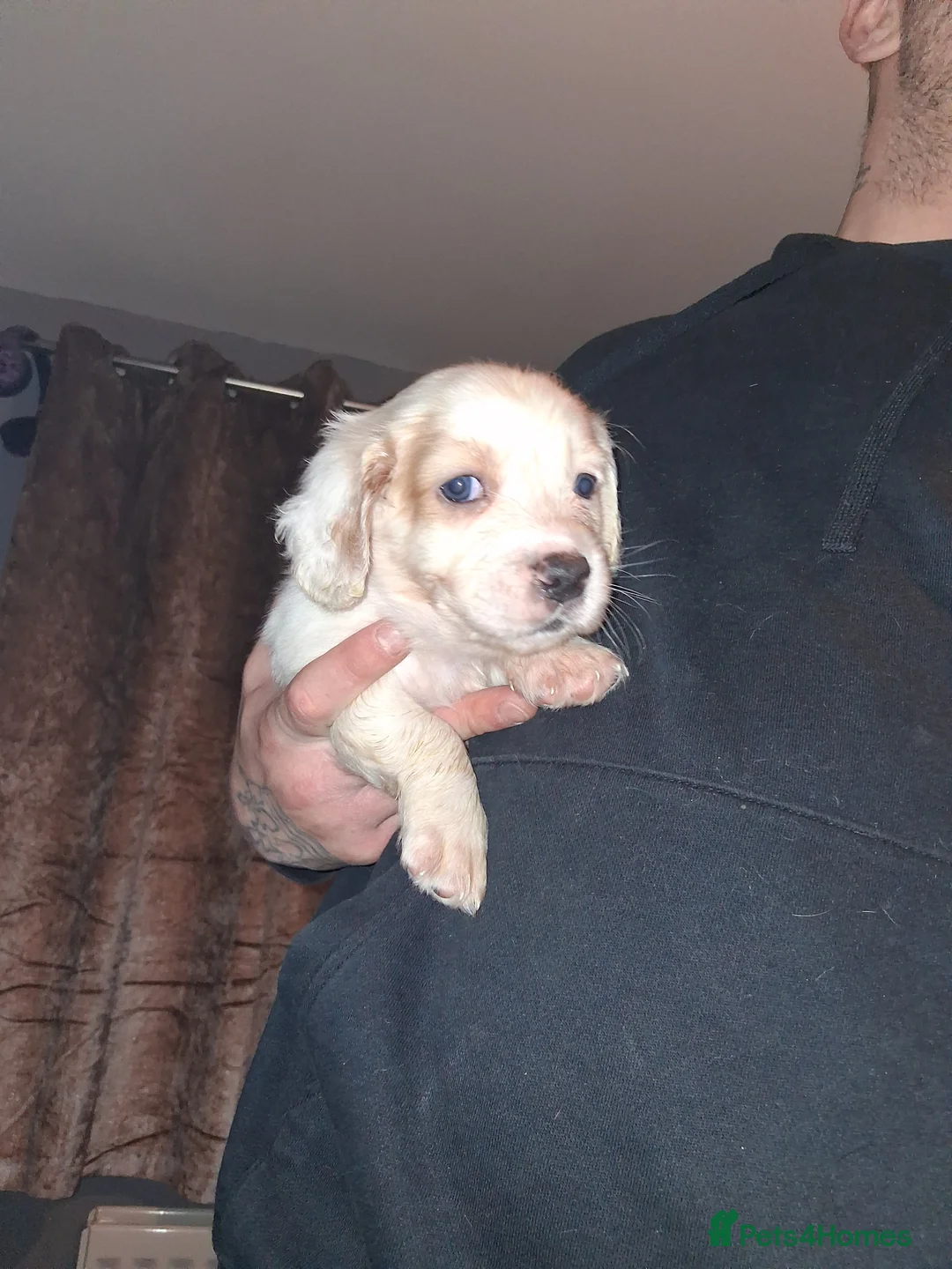 Mixed Breed dogs for sale: Dacshund x springer spaniel. - Advert 9