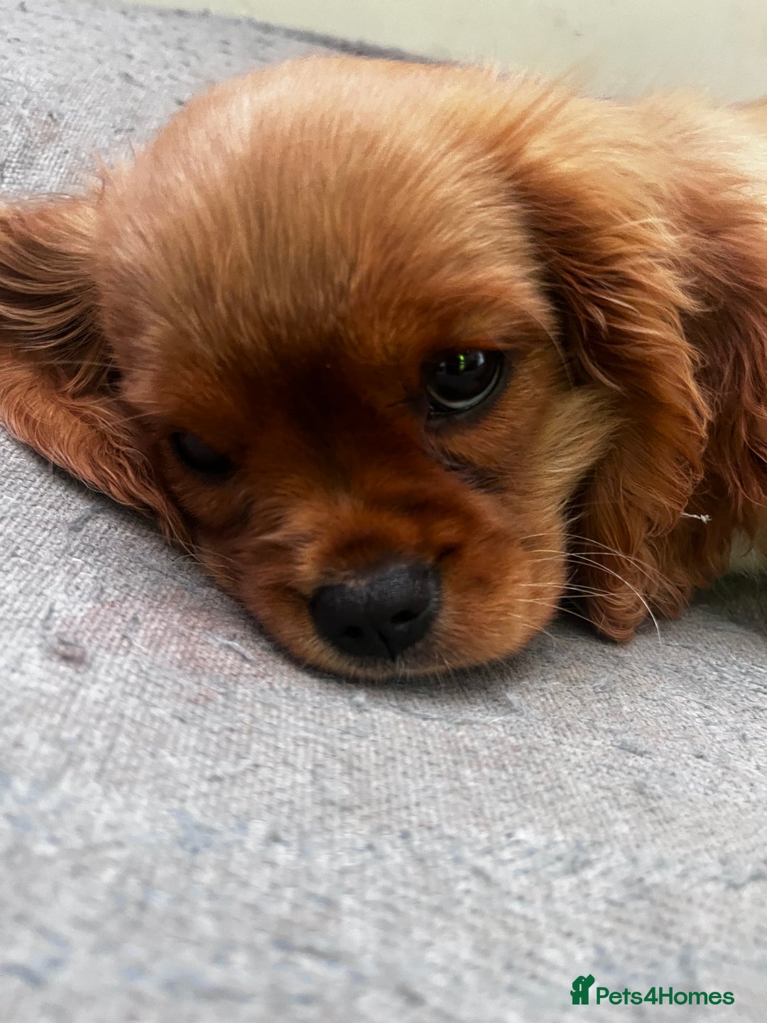 Cavalier King Charles Spaniel dogs for sale: KC cavalier King Charles dna clear  - Image 7