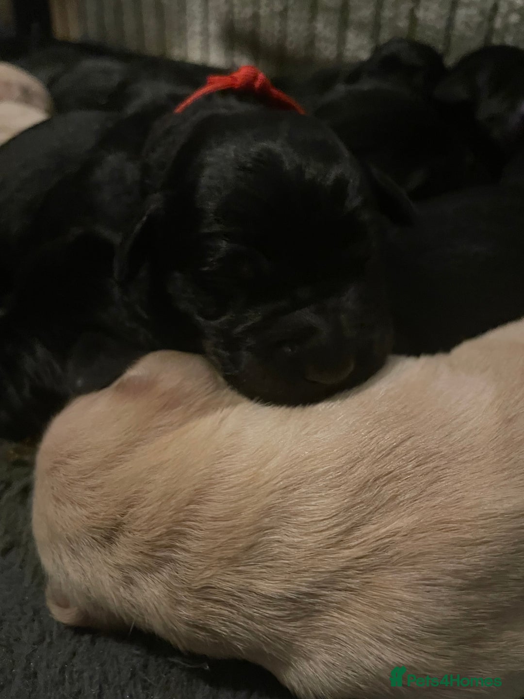 Goldador dogs for sale: Extensively health tested Goldador puppies - Image 13