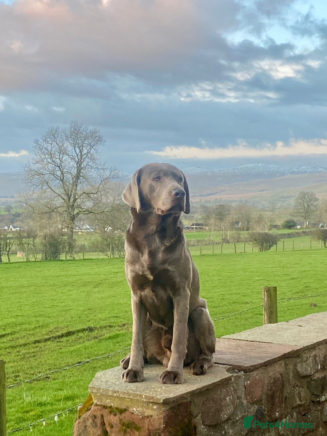 Labrador Retriever dogs for sale: Health Tested KC Registered Labradors - Image 15