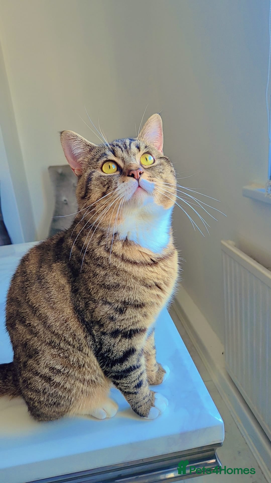 British Shorthair cats British shorthair & Tabby mix cat - Advert 1