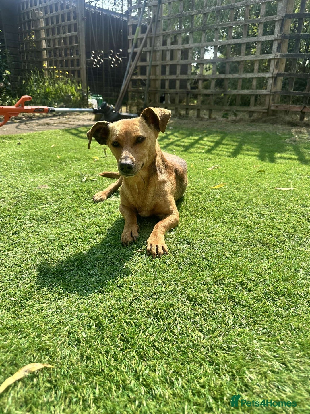 Mixed Breed dogs for sale: Mini  - Image 1