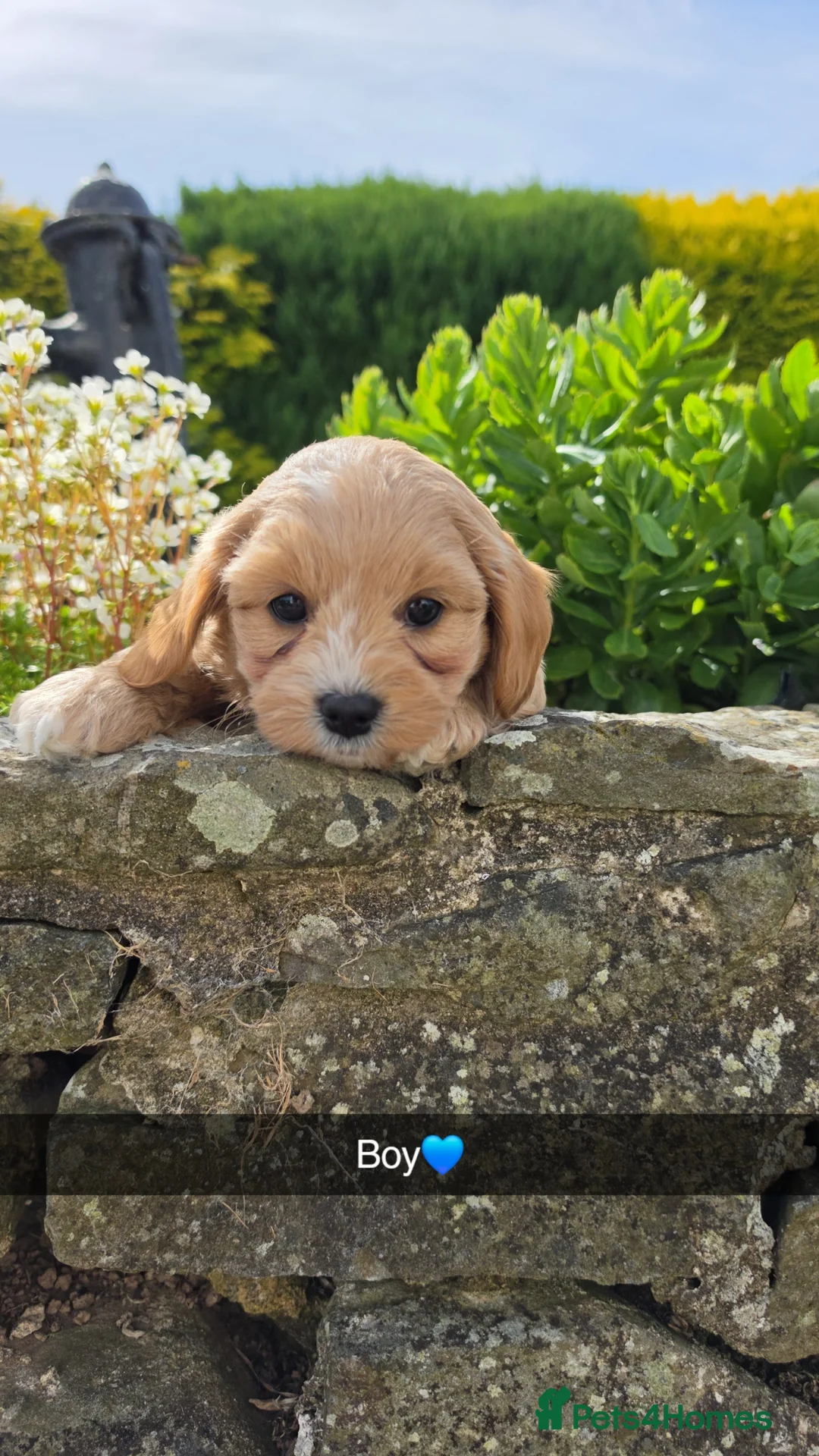Mixed Breed dogs for sale: 5 Gorgeous Cavapoochons  - Advert 2