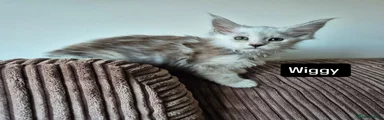 Maine Coon Kitten 2