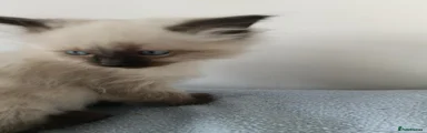 Ragdoll 4