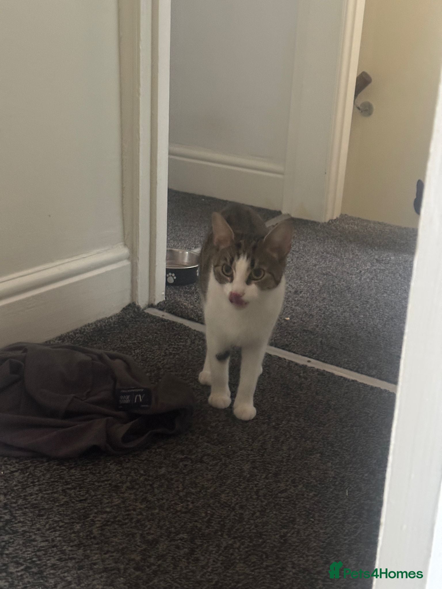 Mixed Breed cats 5 boys and 2 girls  - Advert 1