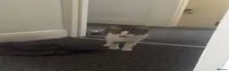 Mixed Breed cats for sale: 5 boys and 2 girls  in Coventry - Advert 1