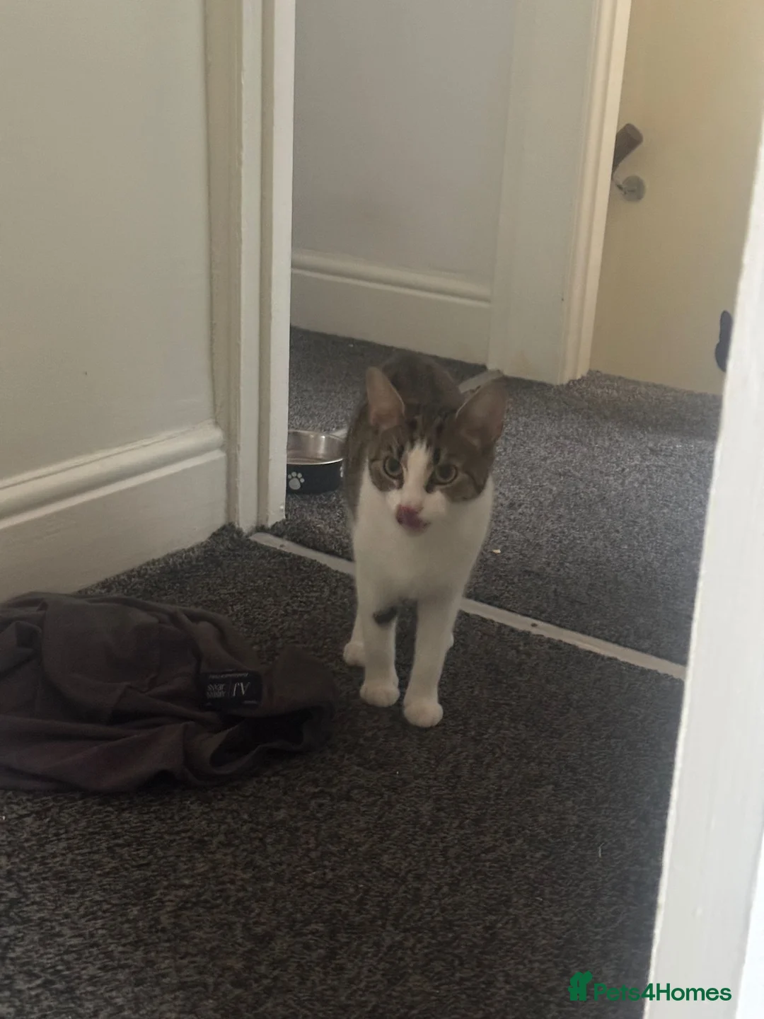 Mixed Breed cats for sale: 5 boys and 2 girls  in Coventry - Advert 1