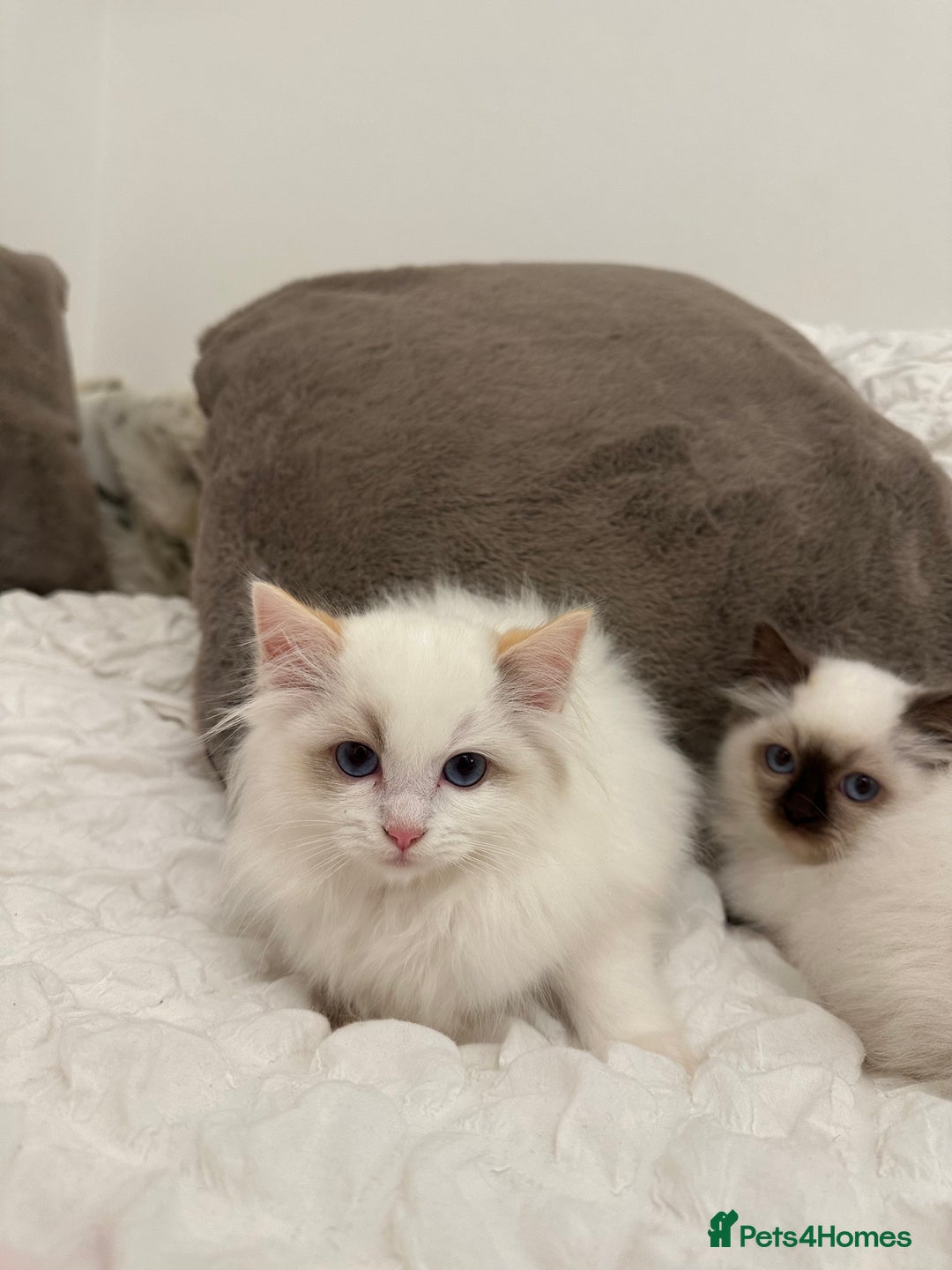 Ragdoll cats for sale: Gorgeous full pedigree ragdoll kittens - Advert 13