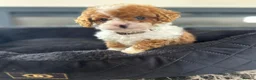 Cavapoochon dogs for sale: Mini micro cavapooshon  in Chessington - Advert 4