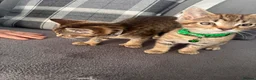 Mixed Breed cats for sale: 2 beautiful bothers bengal mix - Advert 3