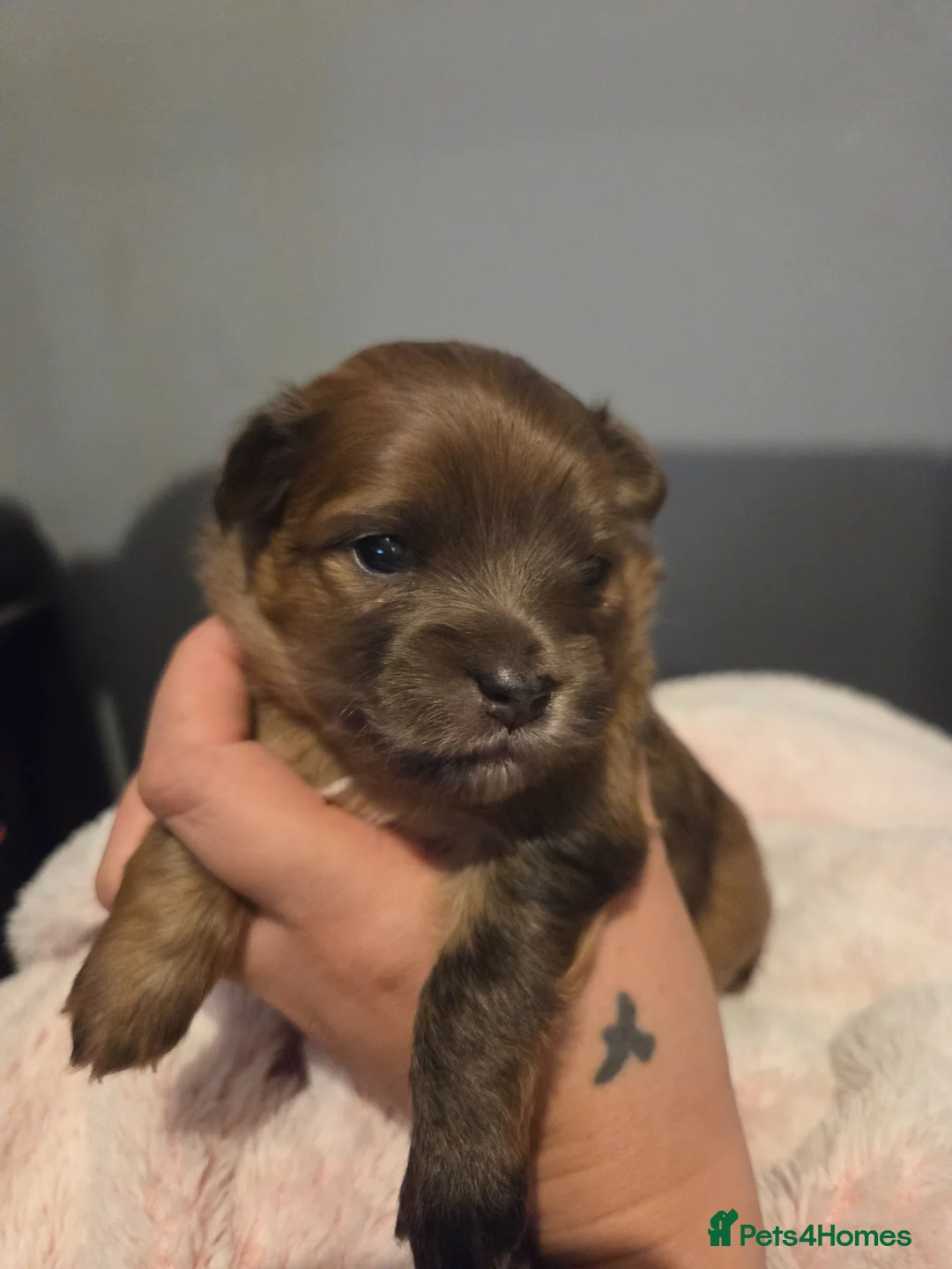 Mixed Breed dogs for sale: 4 Beautiful Pups Ready to Reserve - Advert 11