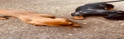 Dachshund dogs for sale: Beautiful dachshund pups  - Advert 7