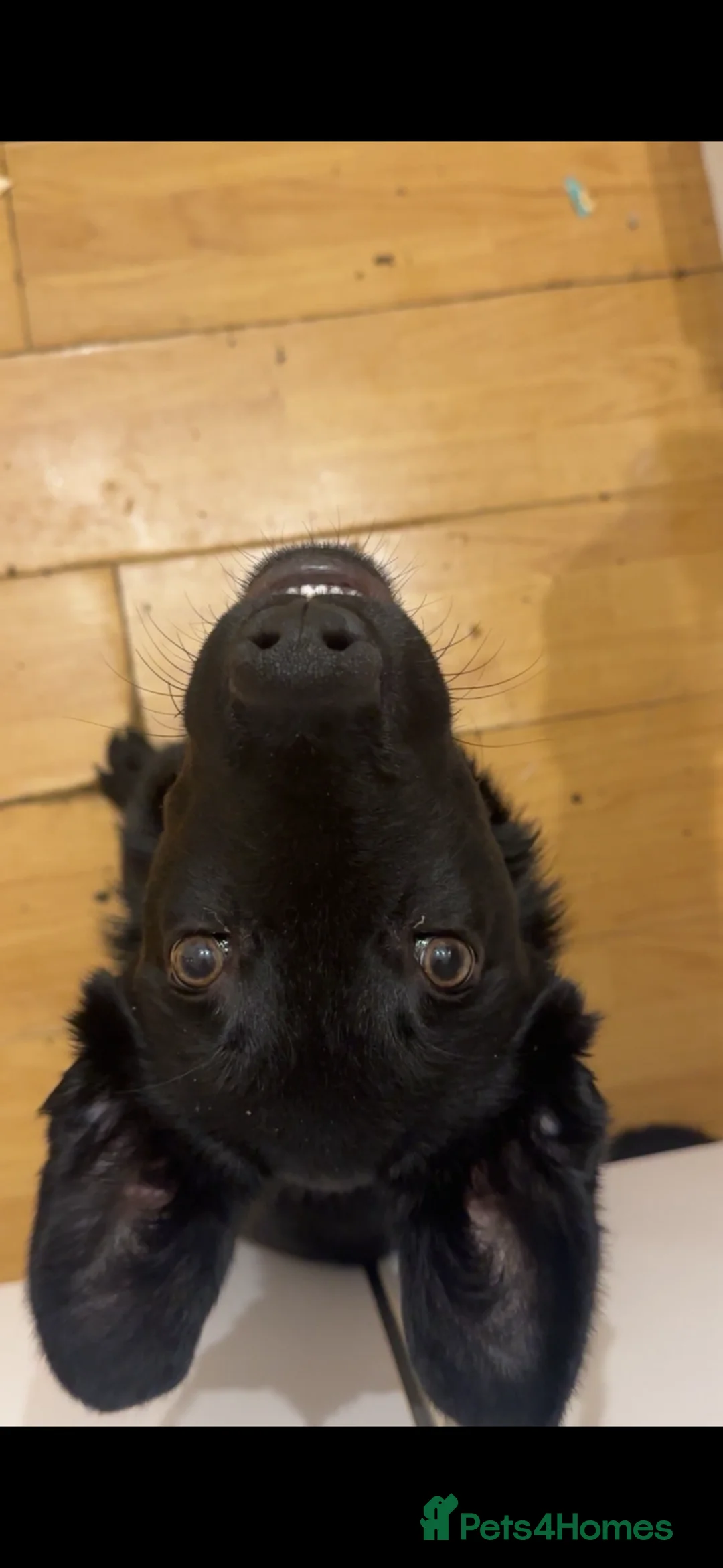 Mixed Breed dogs for sale: Belgian Malanois X Labrador  in Northampton - Advert 3