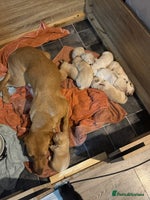 Labrador Retriever dogs Big Chunky Labrador pups ready 26th November - Advert 9