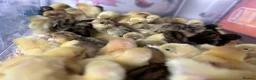 Mixed Breed livestock for sale: Chinese painted quail button quail - Advert 7
