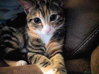 Bengal cats Female Bengal kitten - Advert 1