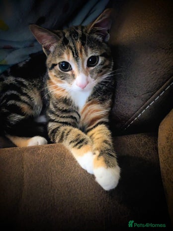 Bengal cats Female Bengal kitten - Advert 1