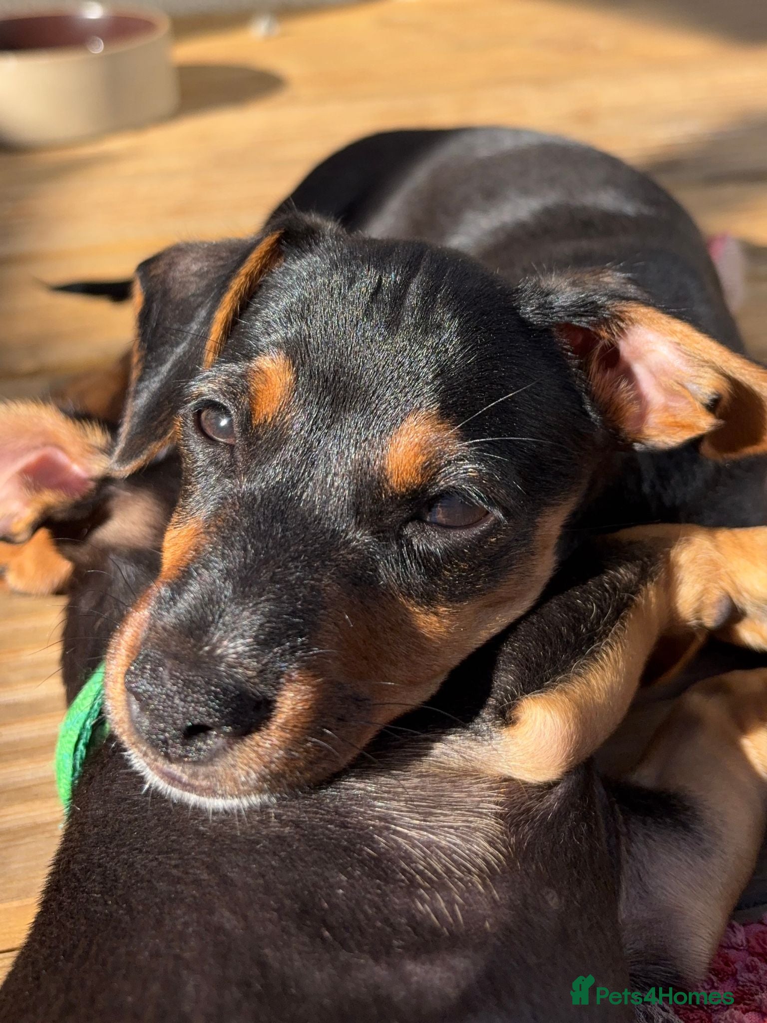 Jackshund dogs Daxijax/Jackshund/Dachshund/Jack - READY TO GO - Advert 2