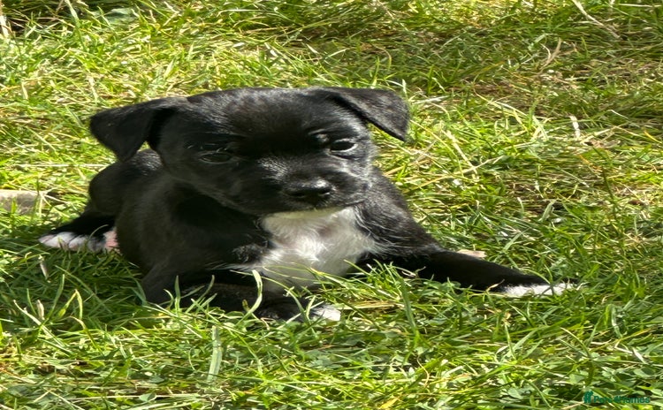 Patterdale Terrier dogs - Advert 1