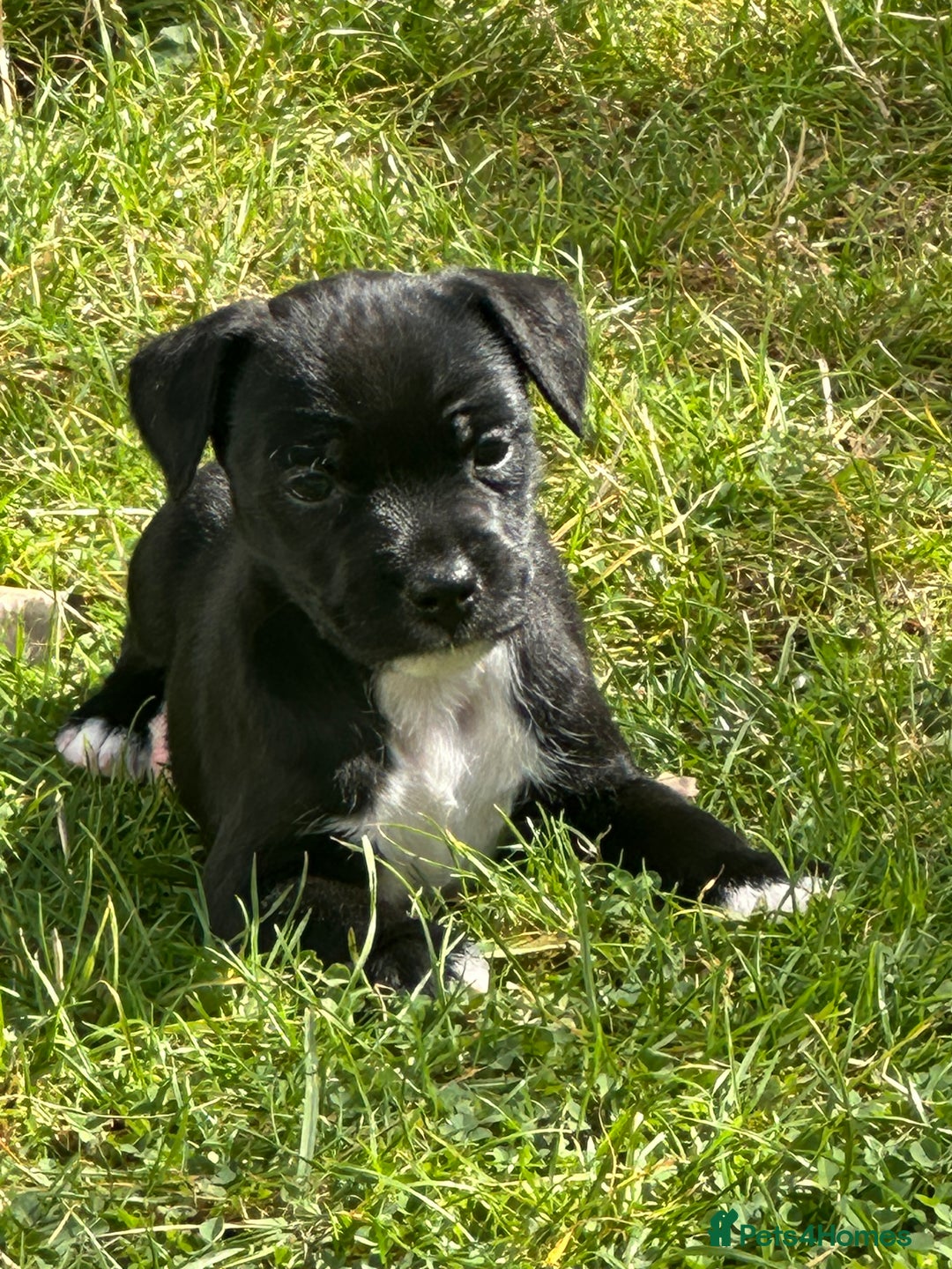 Patterdale Terrier dogs for sale: 2 gorgeous patterdale puppies  - Image 1
