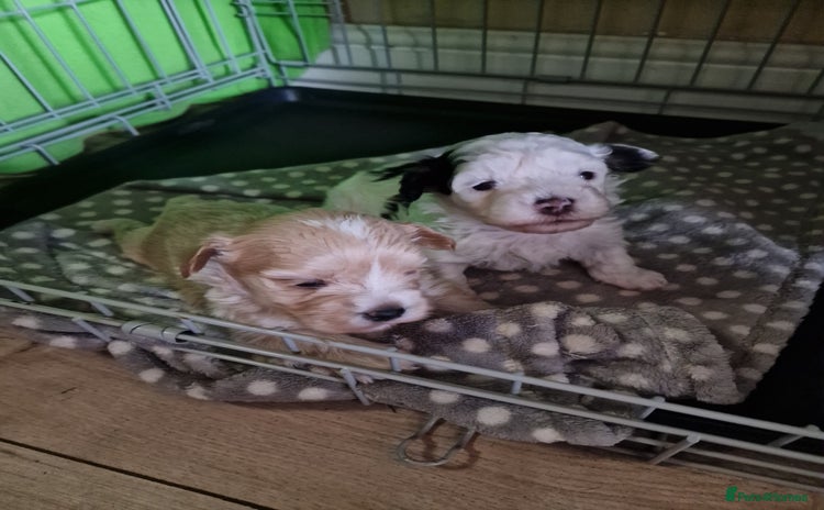 Mixed Breed dogs - Advert 1