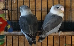 Lovebirds birds for sale: Lovebirds fischers x4 fischers lovebirds  - Image 14
