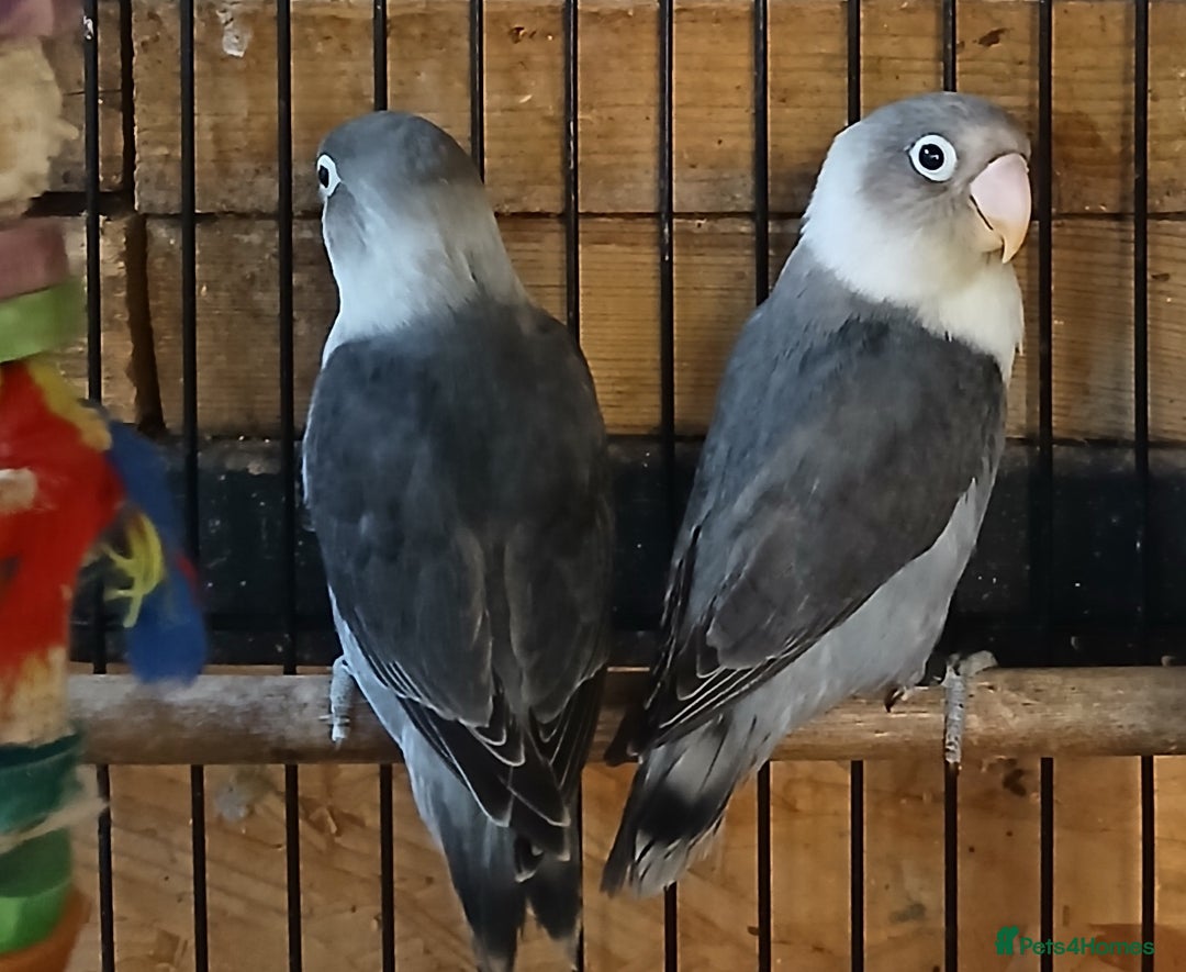 Lovebirds birds for sale: Lovebirds fischers x4 fischers lovebirds  - Image 14