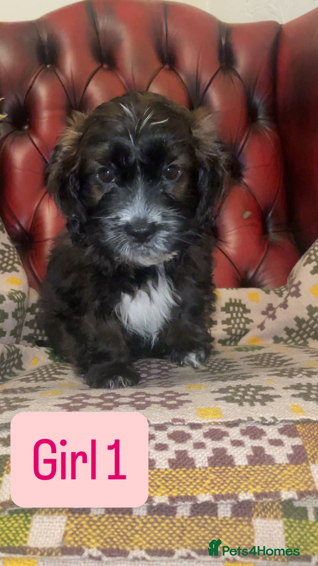 Shihpoo dogs for sale: 🐶 Beautiful Shihpoo Puppies for Sale - Advert 1