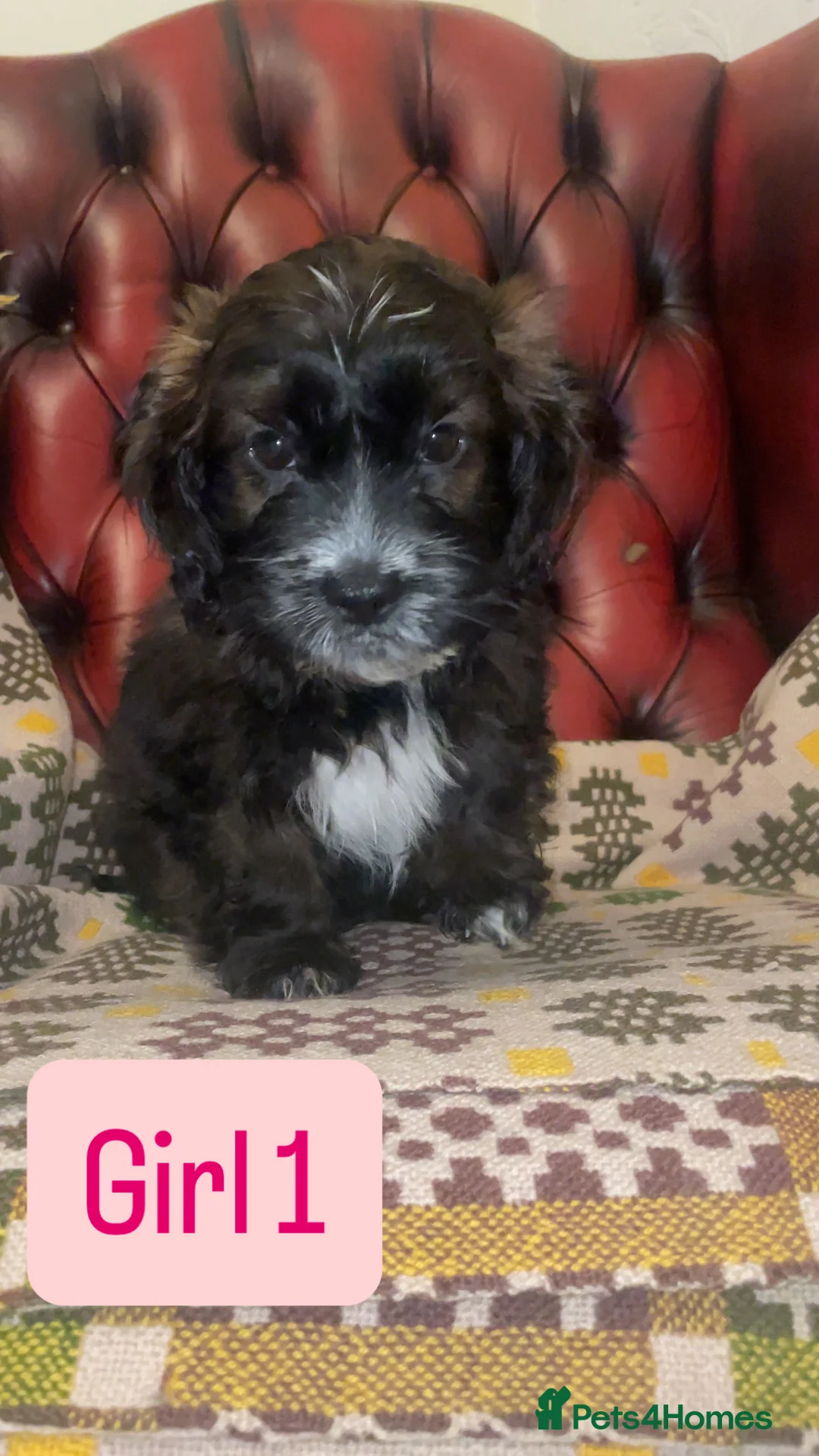 Shihpoo dogs for sale: 🐶 Beautiful Shihpoo Puppies for Sale - Advert 1