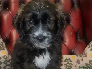 Shihpoo dogs 🐶 Beautiful Shihpoo Puppies for Sale - Advert 2