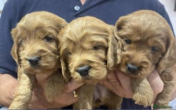 Cockapoo dogs for sale: Quality Cockapoo puppies - Image 3