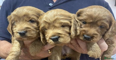 Cockapoo dogs - Advert 7